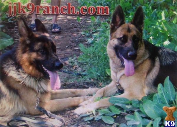 german shepherd puppy posted by Judy Smithson